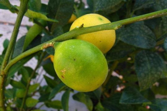 El Limequat es el resultado de un cruce entre el limón y el kumquat o naranja china. El resultado es un fruto pequeño, redondo, verde y amarillo cuando está maduro, que se come como un kumquat, disfrutando el exterior dulce, sin pelar. La pul...