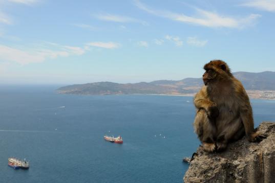 Los monos del Peñón, icono de Gibraltar. 