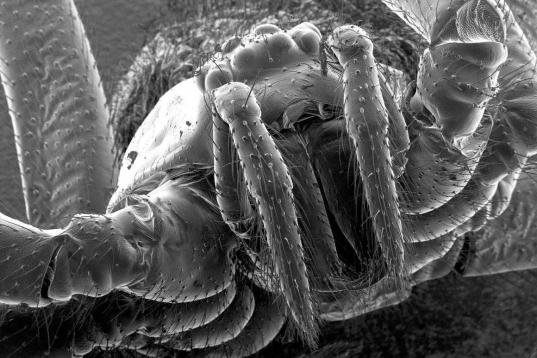 Araña doméstica encontrada en una ducha. Su tamaño es de unos 5 milímetros.