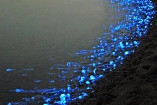 Estás tranquilamente descansando en la playa. Te giras hacia la orilla y ves...¿luces de neón azul?. No te asustes, es plancton.

Las enzimas dinoflagellata luciferis son microorganismos que lanzan flashes azul-verdoso cuando son estimulados ...