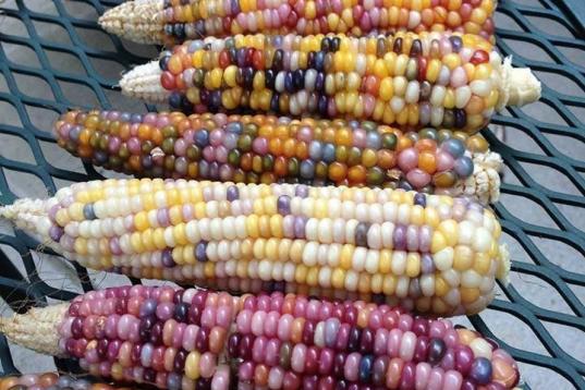 Cuando uno piensa en maíz, "bonito" quizá no sea lo primero que se aparece en la mente. Pero el maíz multicolor, o maíz de gemas de cristal, como dice su nombre en inglés (glass gem corn) es un caso aparte. 

Este grano se había perdido ha...
