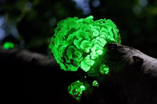 Parece un cerebro alienígena, o un repollo radiactivo. Es tan etéreo que recibe los nombres de "faerie fire" (fuego de las hadas) y "fuegos fatuos". Pero el foxfire es la bioluminiscencia creada por algunas especies de hongos de la madera en d...
