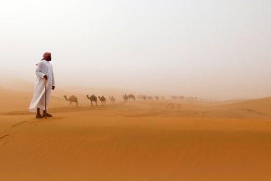 Los camellos atraviesan las dunas en el Mazayin Dhafra Camel Festival cerca de la ciudad de Madinat Zayed (Emiratos Árabes Unidos).