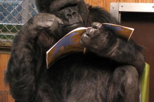 Koko, la gorila criada en cautiverio que se convirtió en una celebridad internacional por su dominio del lenguaje de signos, murió el 21 de junio en California a los 46 años. La primate falleció "mientras do...