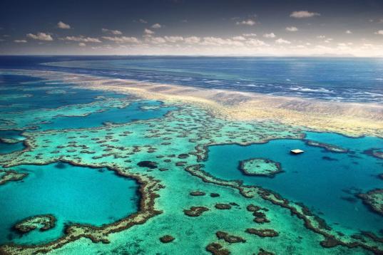 En los últimos 30 años se han destruido aproximadamente la mitad de los arrecifes de coral del mundo por el calentamiento del mar y las emisiones de carbono, que hacen el agua demasiado ácida.