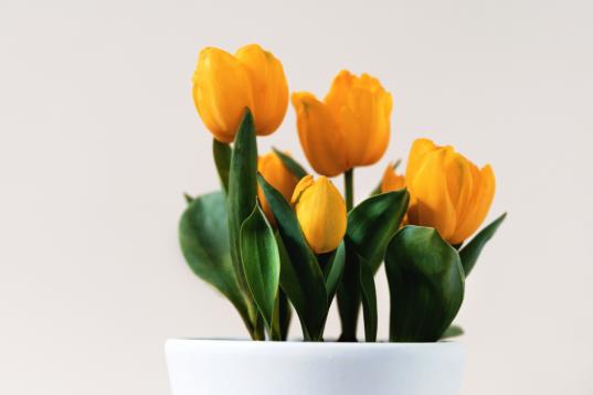 Las hojas del tulipán pueden provocar problemas estomacales a los perros, aunque el verdadero peligro son los bulbos recién plantados ya que contienen más alcaloides y glucósidos, las sustancias que confieren toxicida...