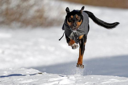Un perro corre hacia su dueño en Mineápolis