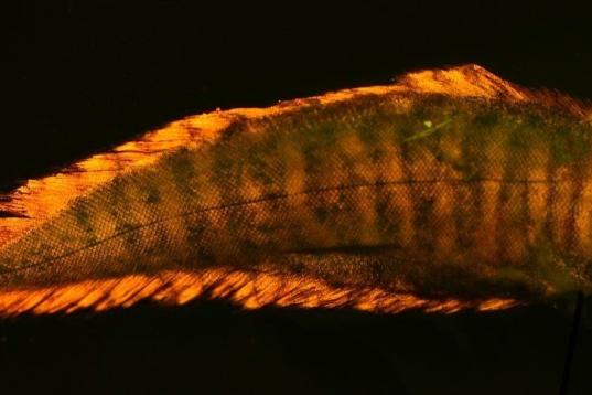 El Soleichthys heterorhinos pertenece a la familia de los lenguados y es propio de las islas del Caribe. 