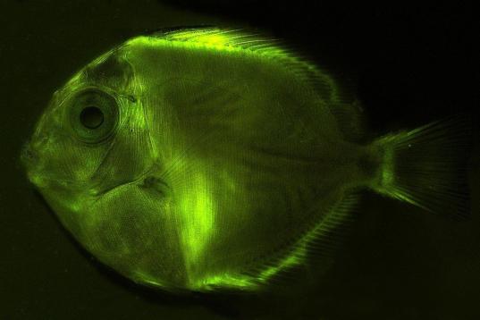 El pez cirujano es doblemente bello. Dentro del espectro de la luz visible al ojo humano es de un color azul intenso (amarillo cuando son jóvenes). Pero, con unas lentes adecuadas, se vuelve verde luminoso. 