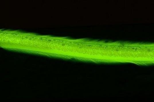 ¿Quién no reconocería a una anguila en esto que parece un tubo de neón verde?