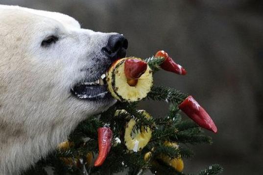Un oso polar del zoo de Hannover (Alemania), feliz ante su regalo navideño: un árbol con frutas.