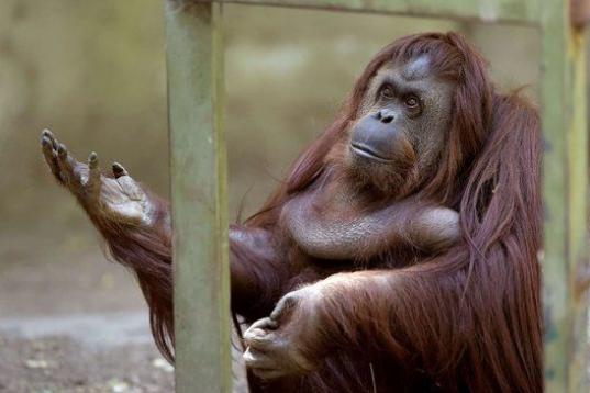 Esta orangután de 29 años se llama Sandra. Después de 20 años viviendo en un zoo de Buenos Aires, Sandra abandonará el lugar porque un tribunal ha dictaminado que tiene derecho a vivir en mejores condiciones.