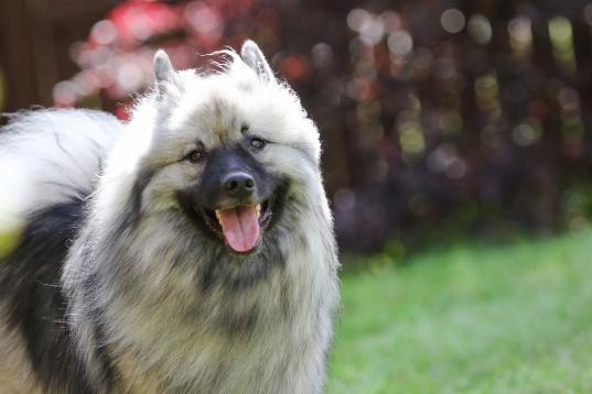 Se le conoce como el "perro holandés sonriente" por la forma en que sus labios se curvan. Cavan zanjas en verano para mantenerse frescos.