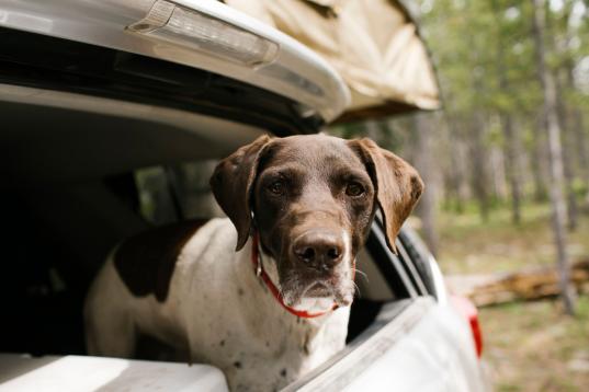 Son perros de caza de primer nivel: expertos en señalar, recuperar y cazar presas. También se utilizan en equipos de búsqueda y rescate.