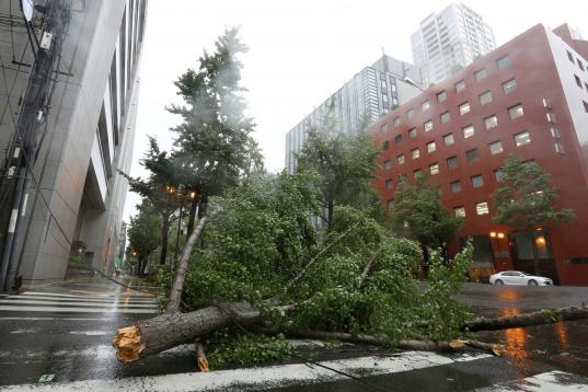 Un árbol caído tras el paso del tifón bloquea una calle de Osaka.