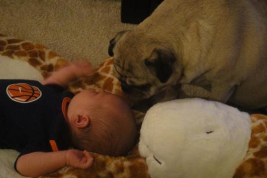 "JR, at the ripe age of 4 months, has learned from his Pug Brother that tongues are just as effective as baths for cleaning." -- Abbie P.

We're not suggesting that all household animals are pristine -- far from it. (Indeed, with many pets, th...