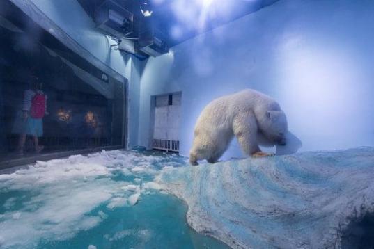 Un oso polar que vive expuesto en el centro comercial de Grandview, China. 'Animals Asia' ha creado una petición para cerrar el acuario. 