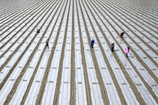 Un grupo de personas siembran semillas de algodón a lo largo de los campos de Korla, China.

