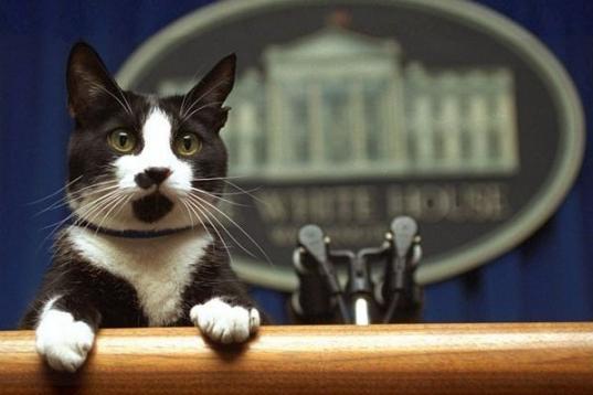 Socks el Gato (1989-2009), también conocido como el "Primer Gato", en una conferencia de prensa de la CasaBlanca durante la presidencia de Clinton.(en:File:Socks cat 1.JPG)