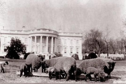 Ovejas en el South Lawn de la Casa Blanca en 1914. (http://www.whitehouse.gov/history/grounds/06.html)