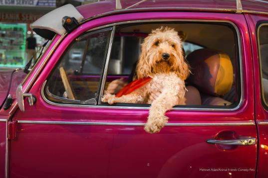 Favorita del equipo Comedy Pet: 'Chauffeur Dog', Mehmet Aslan (Turquía)