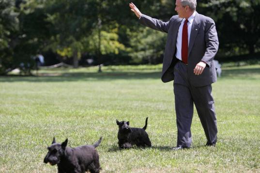 El Presidente de Estdos Unidos George W. Bush caminando en los jardines de la Casa Blanca con sus perros Barney y Miss Beazley el 13 de agosto de 2006. (MANDEL NGAN/AFP/Getty Images)