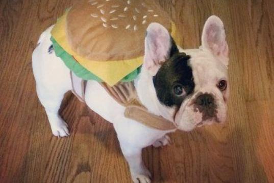 Un bulldog franceses, vestido de hamburguesa.