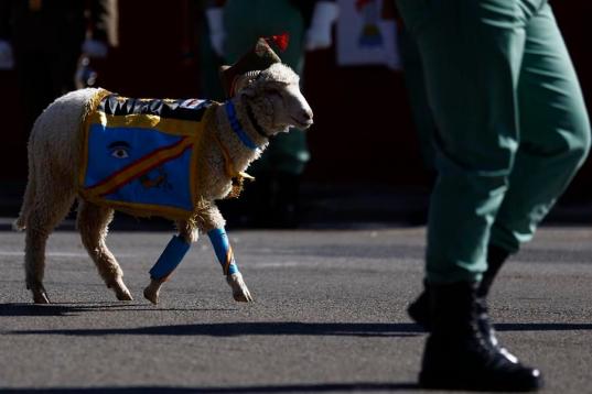 La cabra de la Legión, en el desfile.