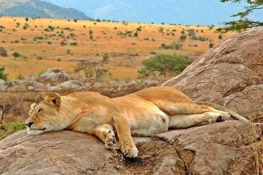 Seguro que siempre has querido ir de safari y descubrir la increíble fauna que hay en parques como el keniata Masai Mara: leones, jirafas, elefantes, cebras, antílopes... La naturaleza en su máximo exponente te está esperando a unas pocas ho...