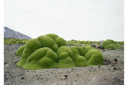 La Llareta #0308-2B31(2.000 años; Atacama Desert, Chile). Lo que se ve como una simple capa de musgo que cubre las rocas es en realidad un arbusto con flor muy denso que es pariente del perejil. Viven en las extremadamente altas elevaciones del...
