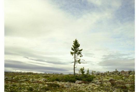 Spruce Gran Picea #0909 - 11A07 (9.550 años; Fulufjället, Suecia). Este árbol con más de 9.550 años de edad  es un retrato del cambio climático. La masa de ramas que está más próxima a la tierra, creció de la misma forma durante aproxi...