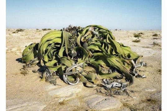 Welwitschia Mirabilis #0707-22411 (2.000 años; ; Namib-Naukluft Desert, Namibia). El Welwistchia vive solo en algunas partes de la costa de Namibia y Angola, donde la humedad del mar aparece en el desierto. Pese a su apariencia, solo tiene dos ...
