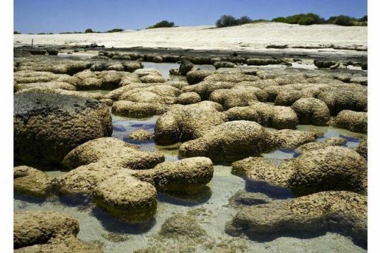 Stromatolites #1211-0512 (2.000-3.000 años; Carbla Station, Oeste de Australia). Los estromatolitos son organismos que están vinculados a la oxigenación del planeta desde hace 3.500 millones de años, en los inicios de la vida en la Tierra.