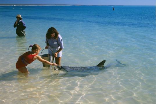 ¿Has dado de comer a un delfín salvaje? En esta playa australiana puedes, porque llevan acercándose desde hace 50 años a muy poca profundidad. Según la leyenda local, la costumbre comenzó cuando la mujer de un pescador de la zona los empez...