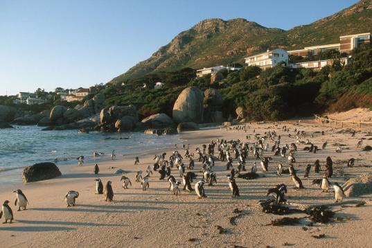 Sí, son pingüinos. Esta colonia comenzó su residencia en el extremo más al sur de Sudáfrica en 1983 y es uno de los pocos sitios donde se pueden ver de cerca estos animales. Hay cerca de 3.000 pingüinos con los que se puede uno bañar y ju...