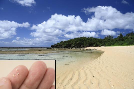 Esta playa, cuyo nombre puede traducirse como Star Sand Beach, tiene, efectivamente, granos de arena en forma de estrellas. En realidad, más que arena son los exoesqueletos de organismos unicelulares, pequeños protozoos que vivieron en el fond...