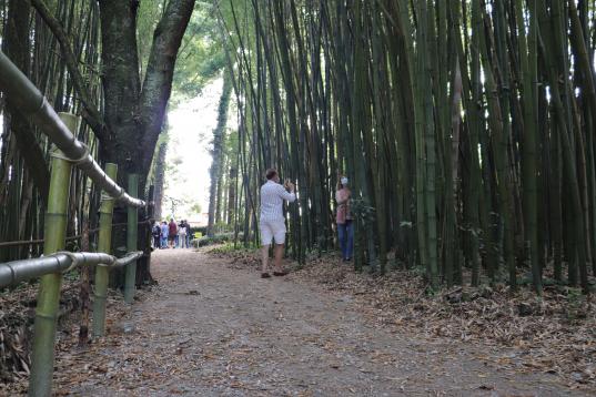 ¿Quién no tiene un bosque de bambú en su finca?