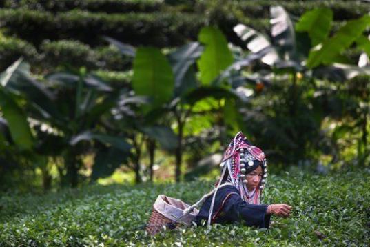 Una mujer de la tribu Akha recoge hojas de té en el campo Suwirun de las colinas de Chaing Rai en Tailandia. 