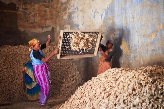 Dos mujeres trabajan en una fábrica de especias seleccionando las raíces de jengibre en la zona de Fort Cochin en Kerala (India). 