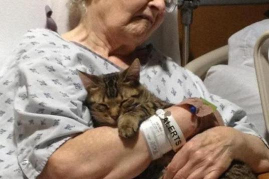 El gato Vincent visita a su dueña, que se rompió la cadera, en el hospital. 
(Image via Imgur)