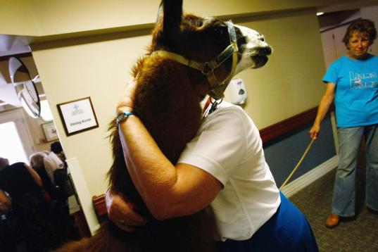 Una enfermera abraza a Pisco, una llama de 13 años, que forma parte de un programa de terapia para ayudar a pacientes enfermos terminales.

(Photo by John Moore/Getty Images)