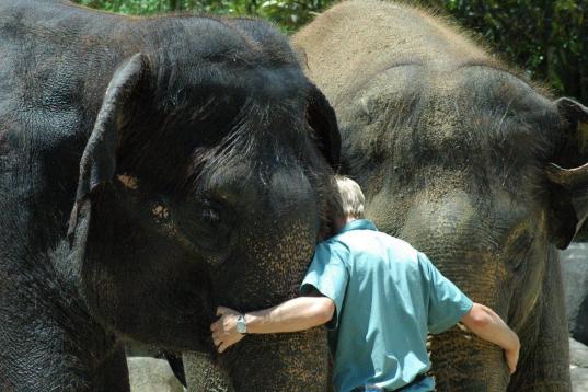 El abrazo de los elefantes en un zoo de Auckland en Nueva Zelanda. 

(Image via Flickr)