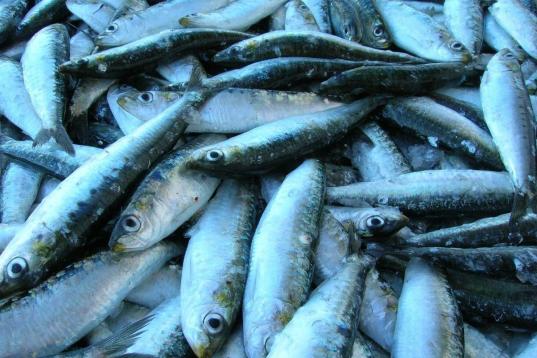 Este ácido graso, presente en grandes cantidades en el pescado azul, tiene un "reconocido efecto antiinflamatorio", explica la nutricionista Concepción Maximiano, de la Asociación de nutricionistas de Madrid.