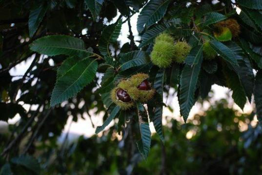 Este fruto se pude por toneladas en Galicia y los fundadores de Quercus creen que podría sacársele rendimiento económico. Al proceder del castaño, un árbol autóctono, este cultivo respetaría la flora del lugar.