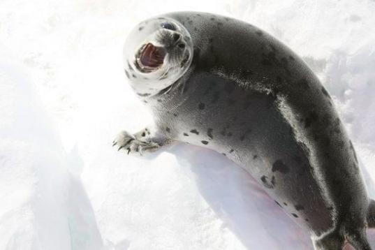 Una cría de foca de Groenlandia navega sobre un trozo de hielo el 31 de marzo de 2008 por el Golfo de San Lorenzo, cerca de Charlottetown, Canadá. Durante la temporada anual de caza del país el Gobierno permitió la caza de 275.000 focas. Muc...