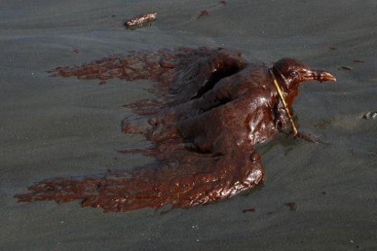 Una gaviota reidora empapada de petróleo trata de moverse en la orilla de la isla Grande-Terre de Louisiana el 4 de junio de 2010. El vertido por el incidente Deepwater Horizon alcanzó la costa del sudeste del estado.
