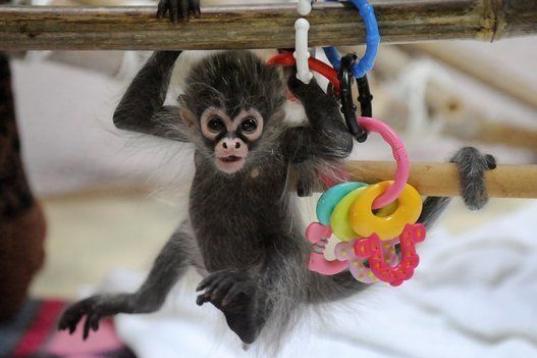 Un bebé de mono araña llamado Estela juga con su abuela Sonya en el zoo de Melbourne (Australia) el 6 de mayo de 2011. Estela fue abandonada nada más nacer por su madre, Sunshine, y los cuidadores tuvieron que dedicarse las 24 horas del día ...