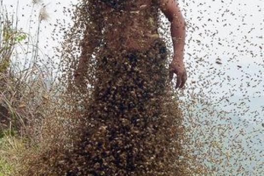 Esta foto del 9 de abril de 2014 muestra a She Ping, un apicultor de 34 años de Chongqing (China), cubierto de un ejambre de abejas en una pequeña colina. Liberó a más de 460.000 abejas y las atraje a su cuerpo, construyéndose un traje de 4...
