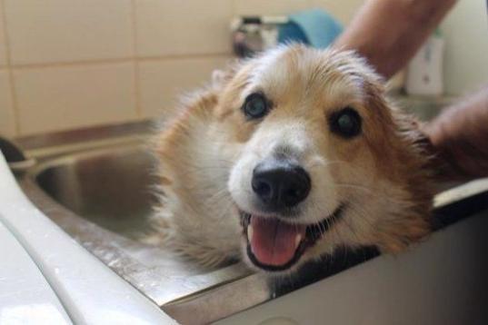 ¡Bañarse es lo mejor del mundo!