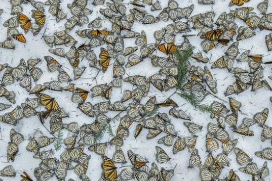  Monarchs in the Snow. Jaime Rojo, España.